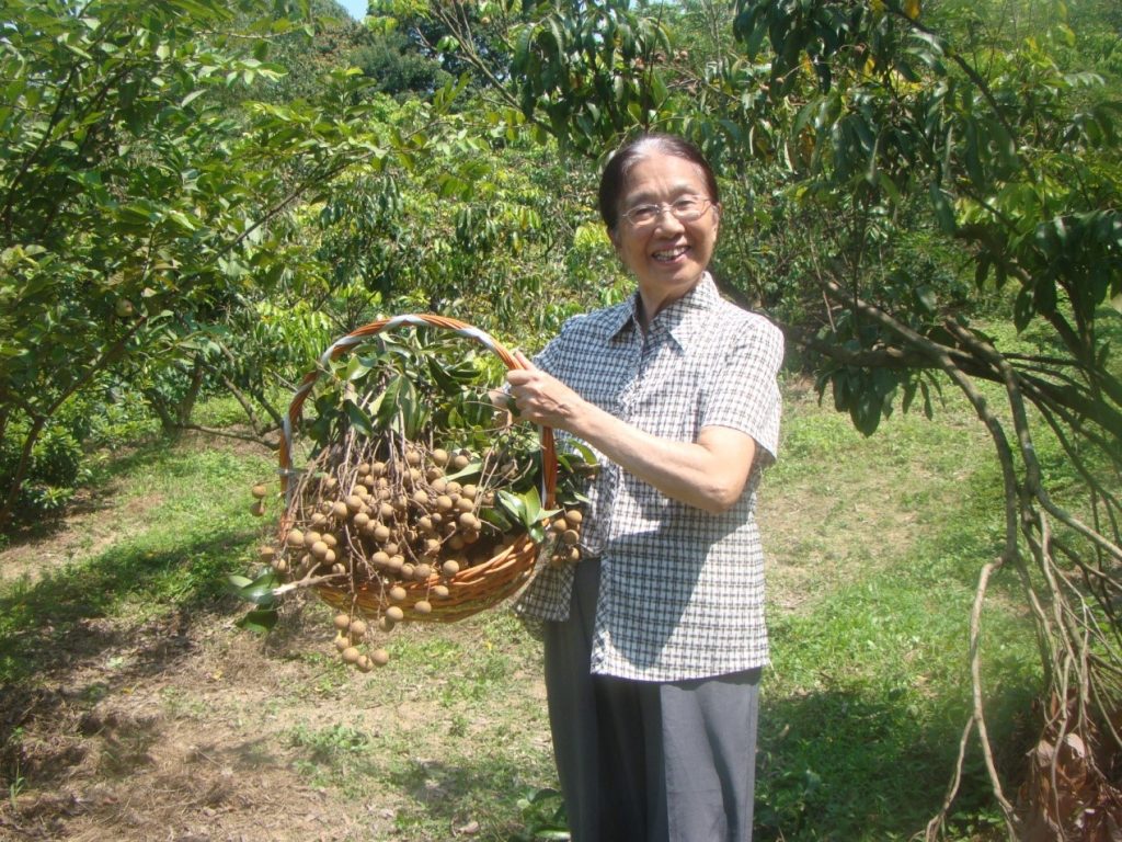 畅游自在山庄，喜撷岭南佳果